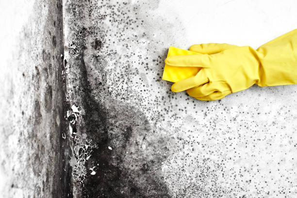 Best Black Mold Removal  in Watertown, WI