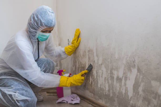 Best Local Mold Removal Service  in Watertown, WI