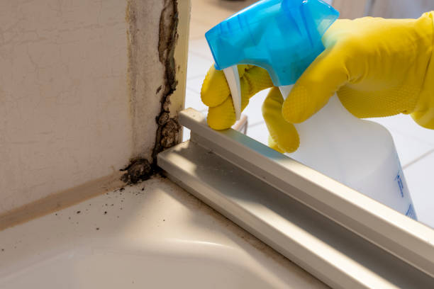 Best Certified Mold Removal  in Watertown, WI