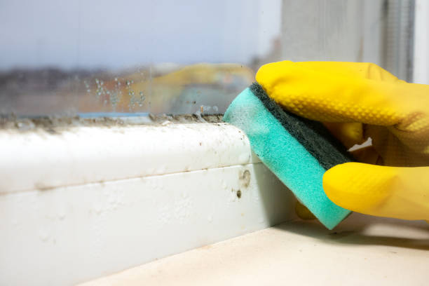 Best Attic Mold Removal  in Watertown, WI