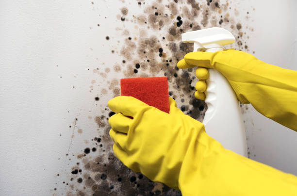 Best Commercial Mold Removal  in Watertown, WI