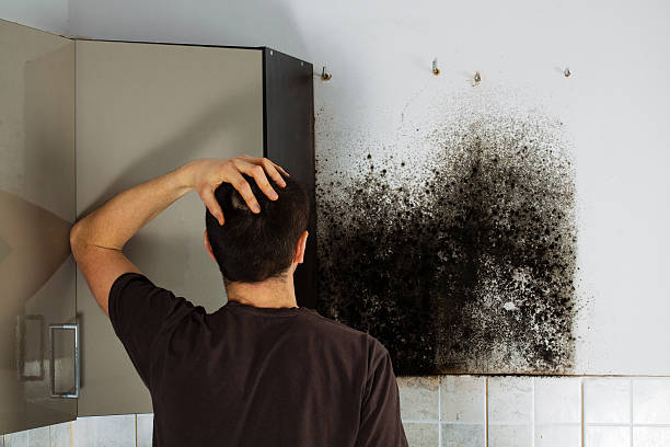 Best Home Mold Removal  in Watertown, WI